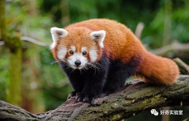 小熊猫的最新动态与保护研究概况