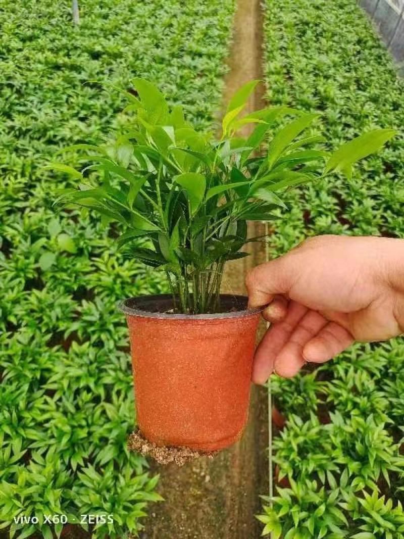 竹柏最新价格及市场趋势解析