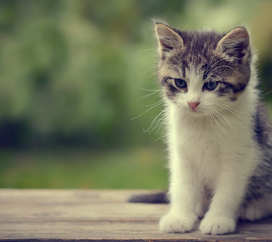 最新小猫咪萌态十足，令人陶醉心扉