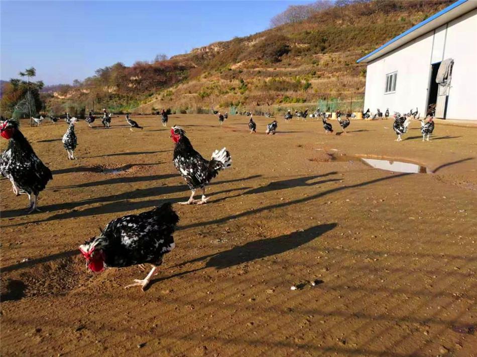 秦州区发展和改革局最新动态发布
