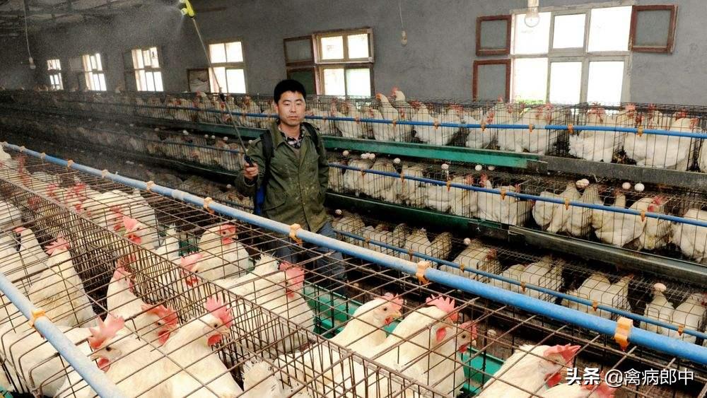 全球禽畜业面临的挑战，鸡瘟疫情最新报告与应对策略