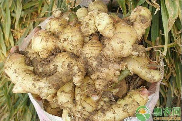 生姜最新价格及分析概览